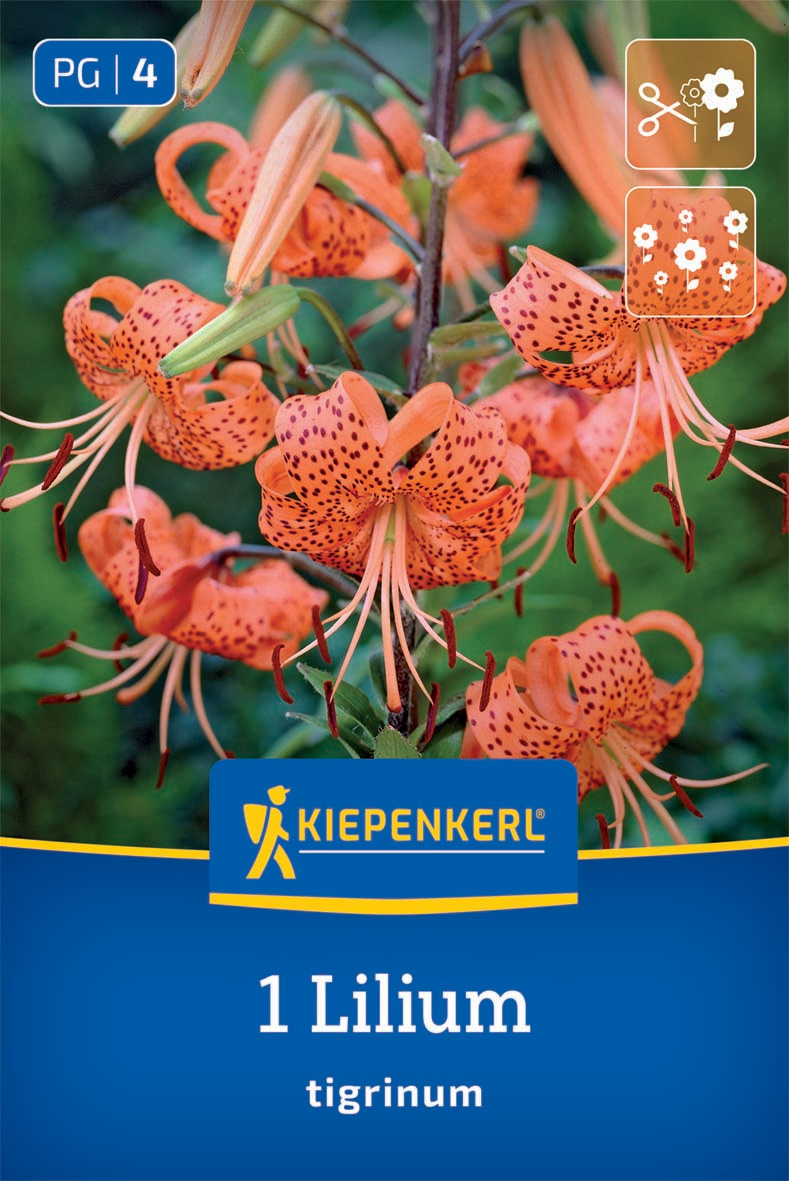 Tigerlilie Lilium tigrinum