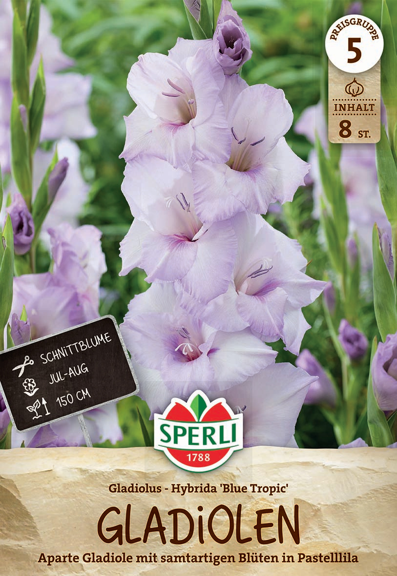 Hellviolette Gladiolen mit pastellfarbenen, zarten Blüten und grünen länglichen Blättern.
