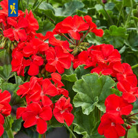 Rote Geranienblumen mit grünen, gezackten Blättern vor einem Hintergrund aus mehr Grün.