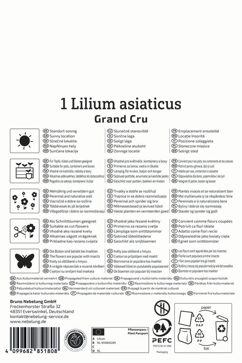 Asiatische Lilie Grand Cru