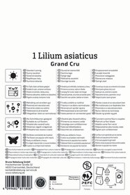 Asiatische Lilie Grand Cru