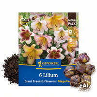 Mega-Pack Baumlilien Mischung Giant Tree & Flowers