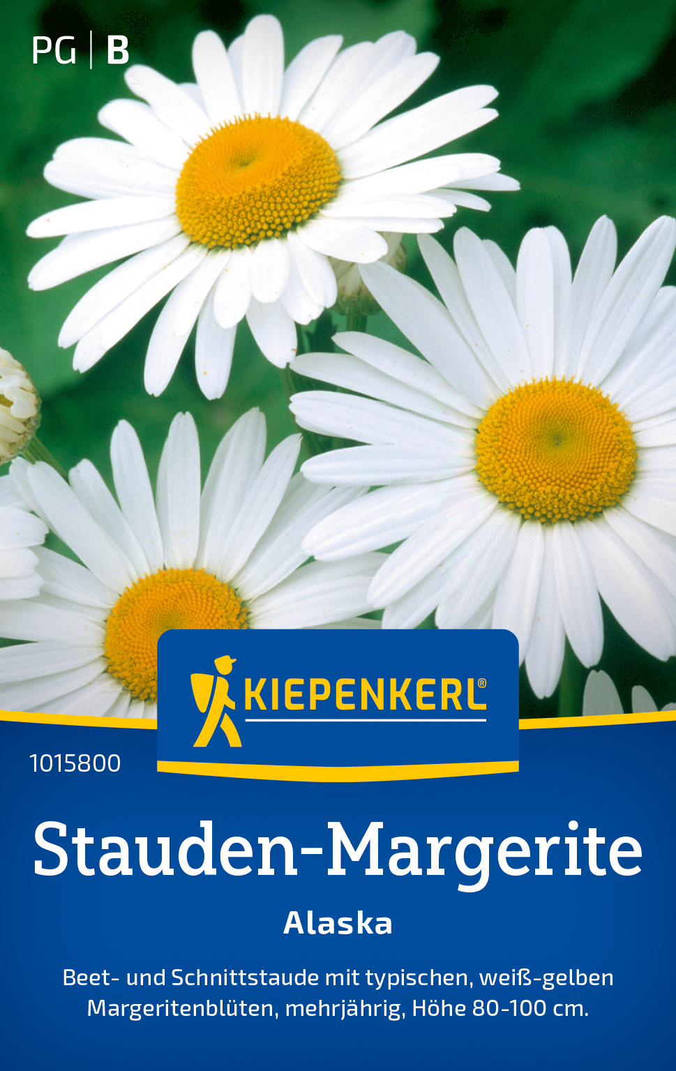 Stauden-Margeritensamen Alaska