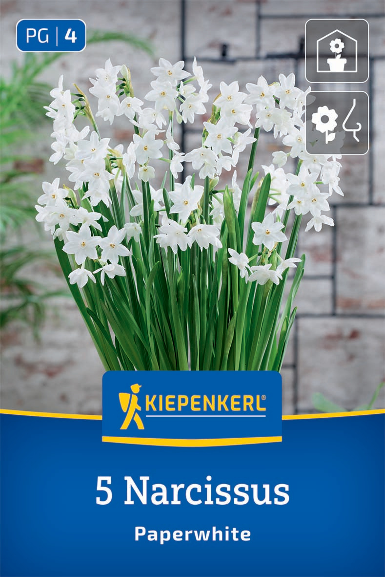 Zimmer-Narzisse Paperwhite
