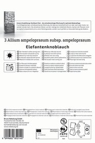 Elefantenknoblauch