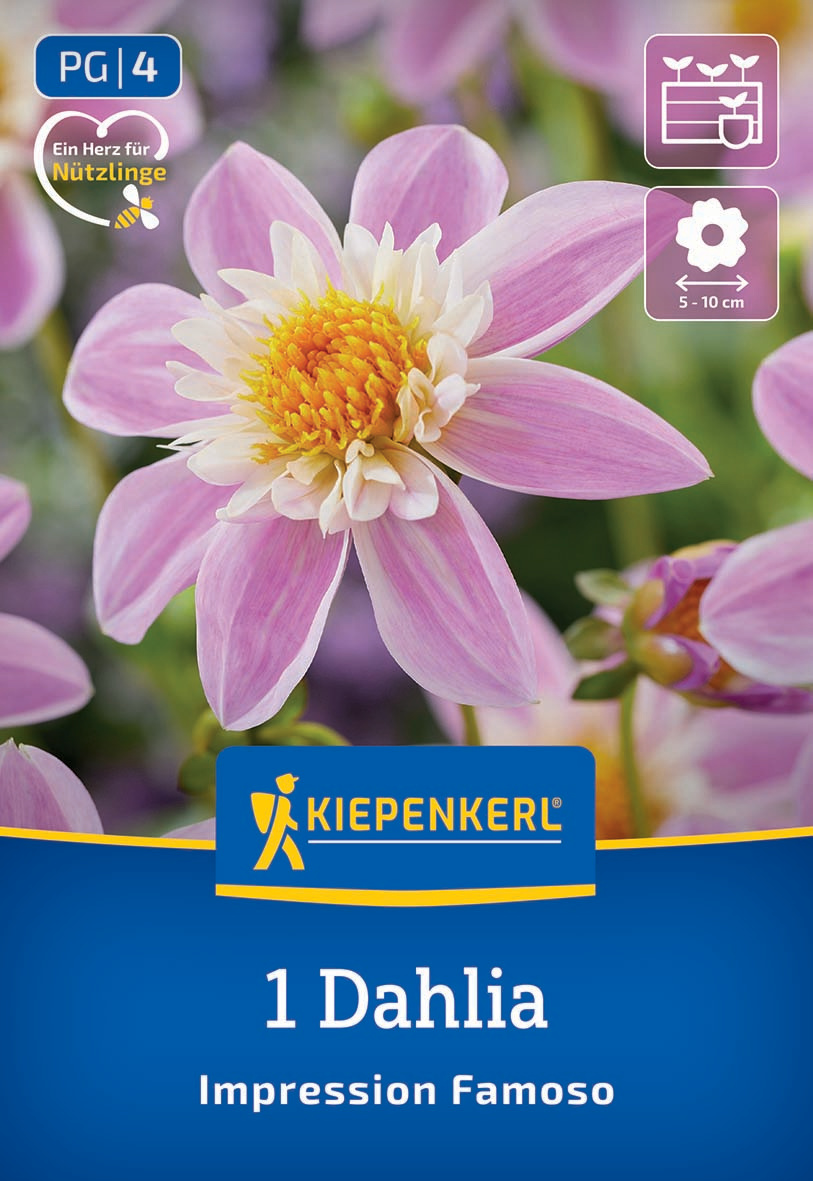 Zartrosa Dahlienblüte mit gelbem Zentrum, Hintergrund unscharf mit weiteren Blüten.