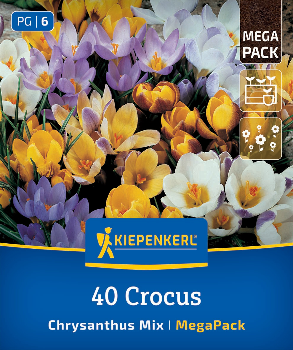 Mega-Pack Wildkrokusmischung