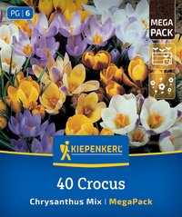 Mega-Pack Wildkrokusmischung