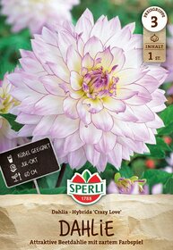 Große, zartrosa Dahlienblüte mit vielfach geschichteten Blütenblättern.
