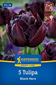 Gefüllte Späte Tulpe Black Hero