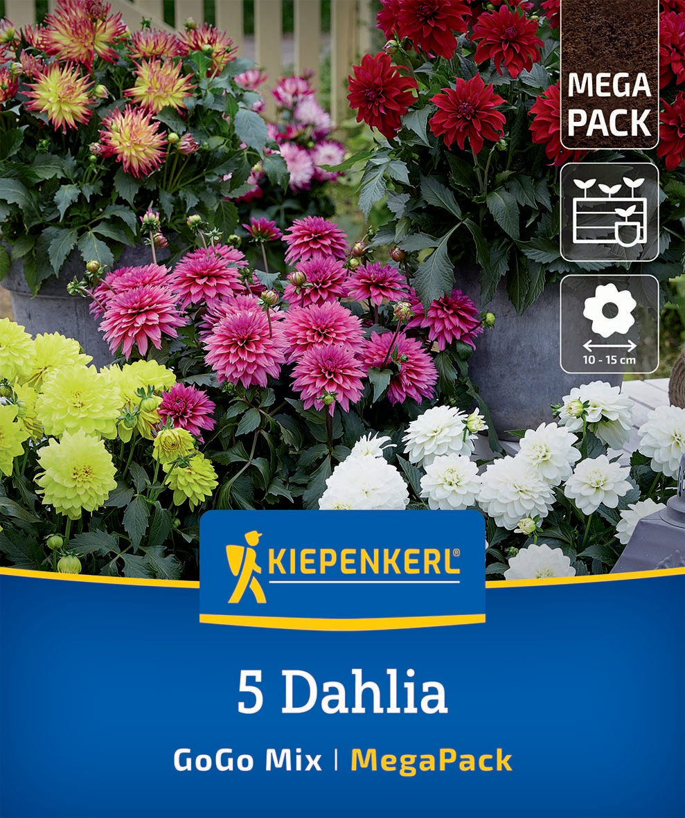 Mega-Pack Dahlien Go Go Mix