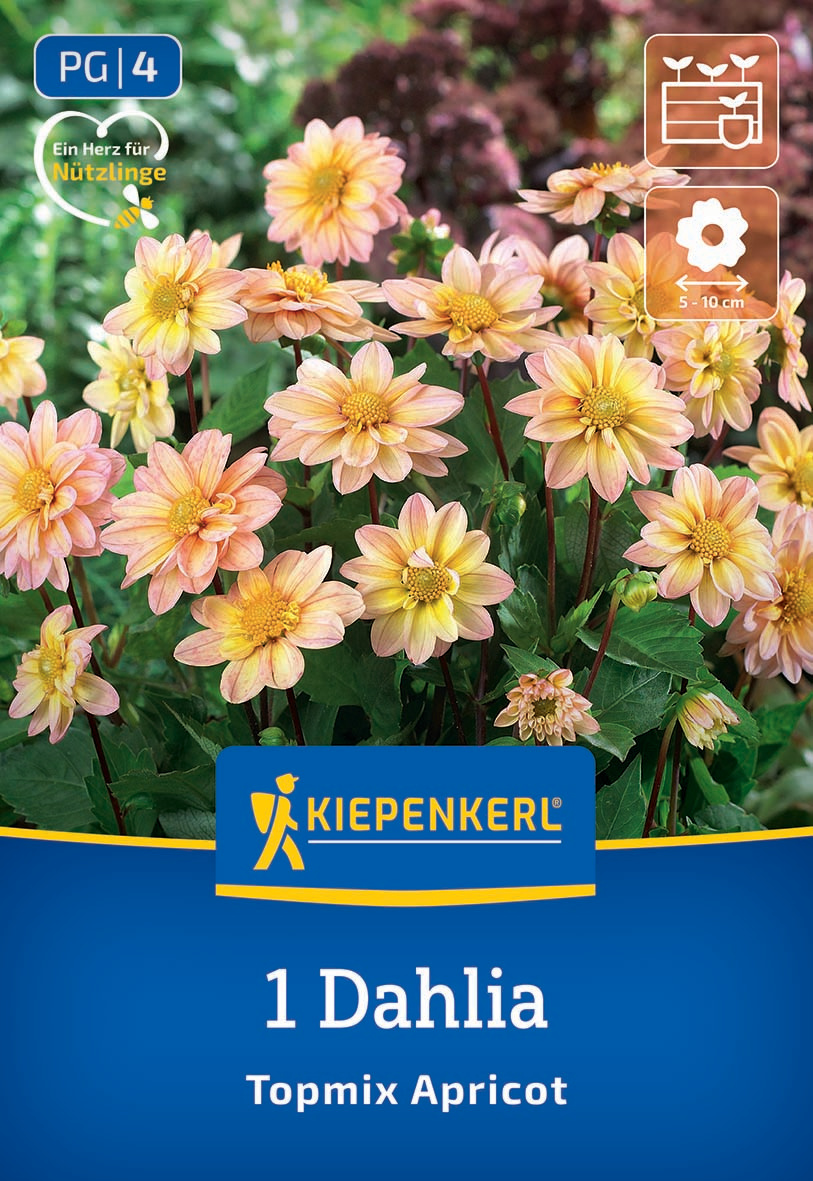 Rote und gelbe Dahlienblüten mit grünen Blättern auf einem Beet.