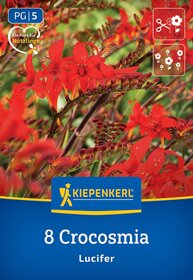 Rote Crocosmia-Blumen mit grünen Blättern im Hintergrund auf einem Blumenstrauß.