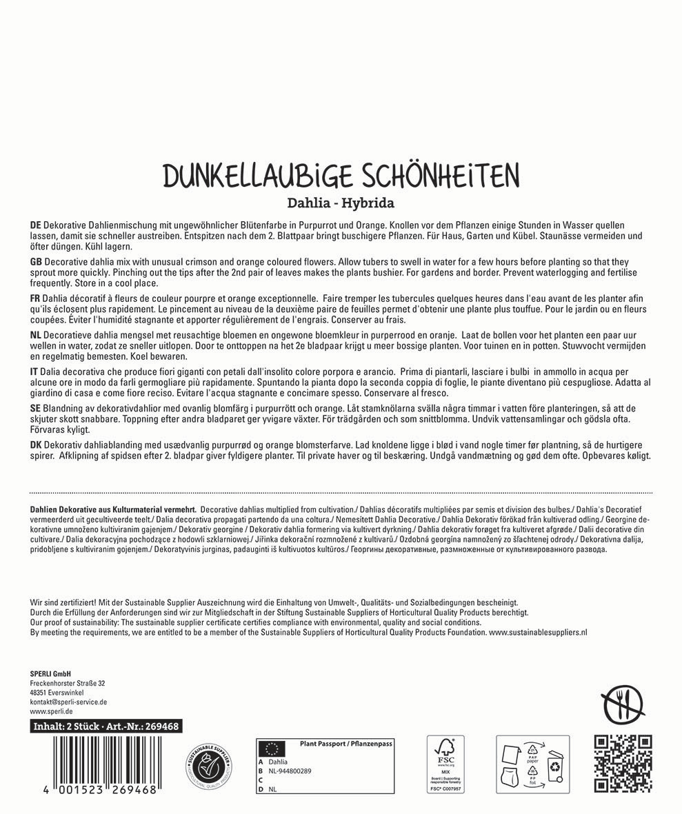 Text in multiple languages describing dark purple and orange flowering dahlias for garden planting.