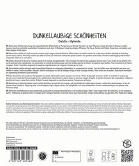 Text in multiple languages describing dark purple and orange flowering dahlias for garden planting.