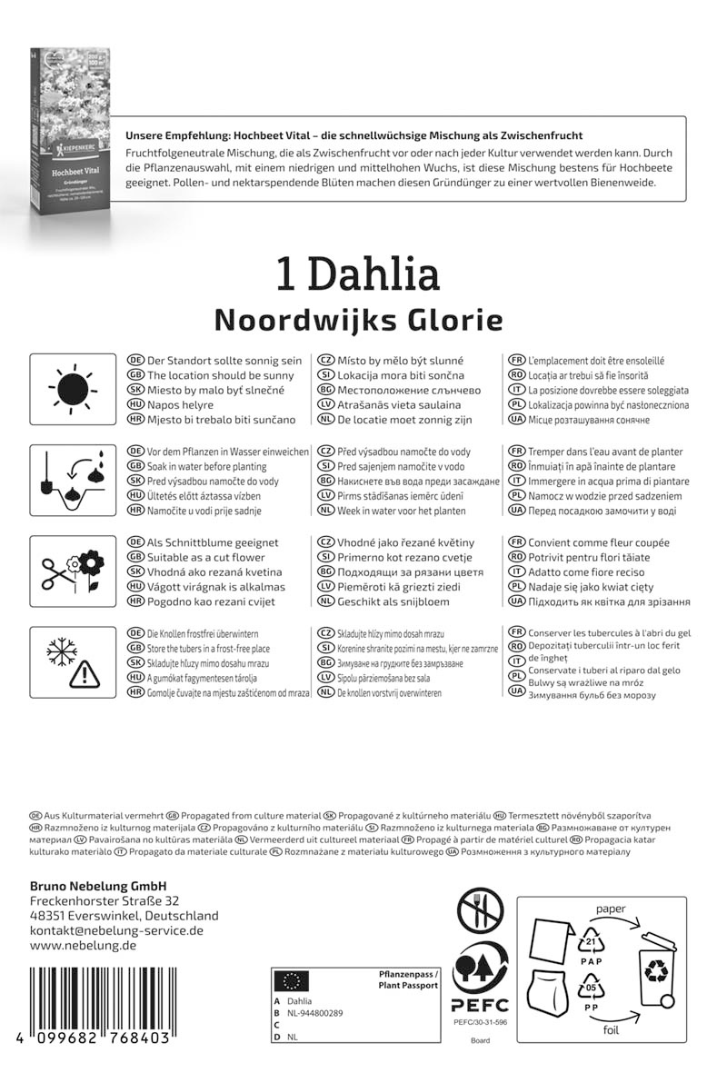 Dekorative Dahlie Noordwijks Glorie
