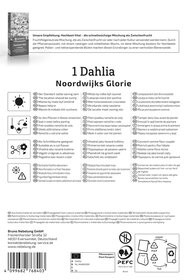 Dekorative Dahlie Noordwijks Glorie