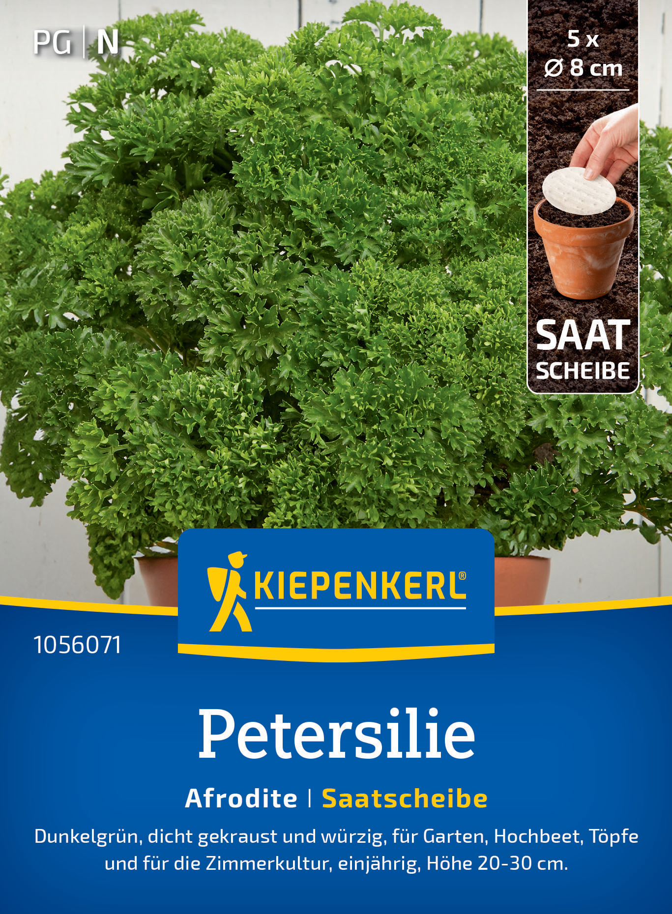 Dichte, dunkelgrüne, gekrauste Petersilienpflanze in einem Topf, mit Anzuchtscheiben und Pflanzanleitung.