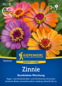 Bunte Zinnien in orange, rosa und lila mit gelben Blüten und grünen Blättern.