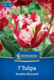 Papagei-Tulpe Estella Rijnveld
