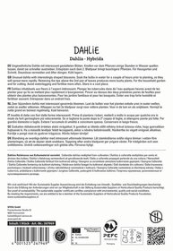 Text mit Informationen zu Dahlia-Hybriden in mehreren Sprachen, Symbole und Barcode auf weißem Hintergrund.