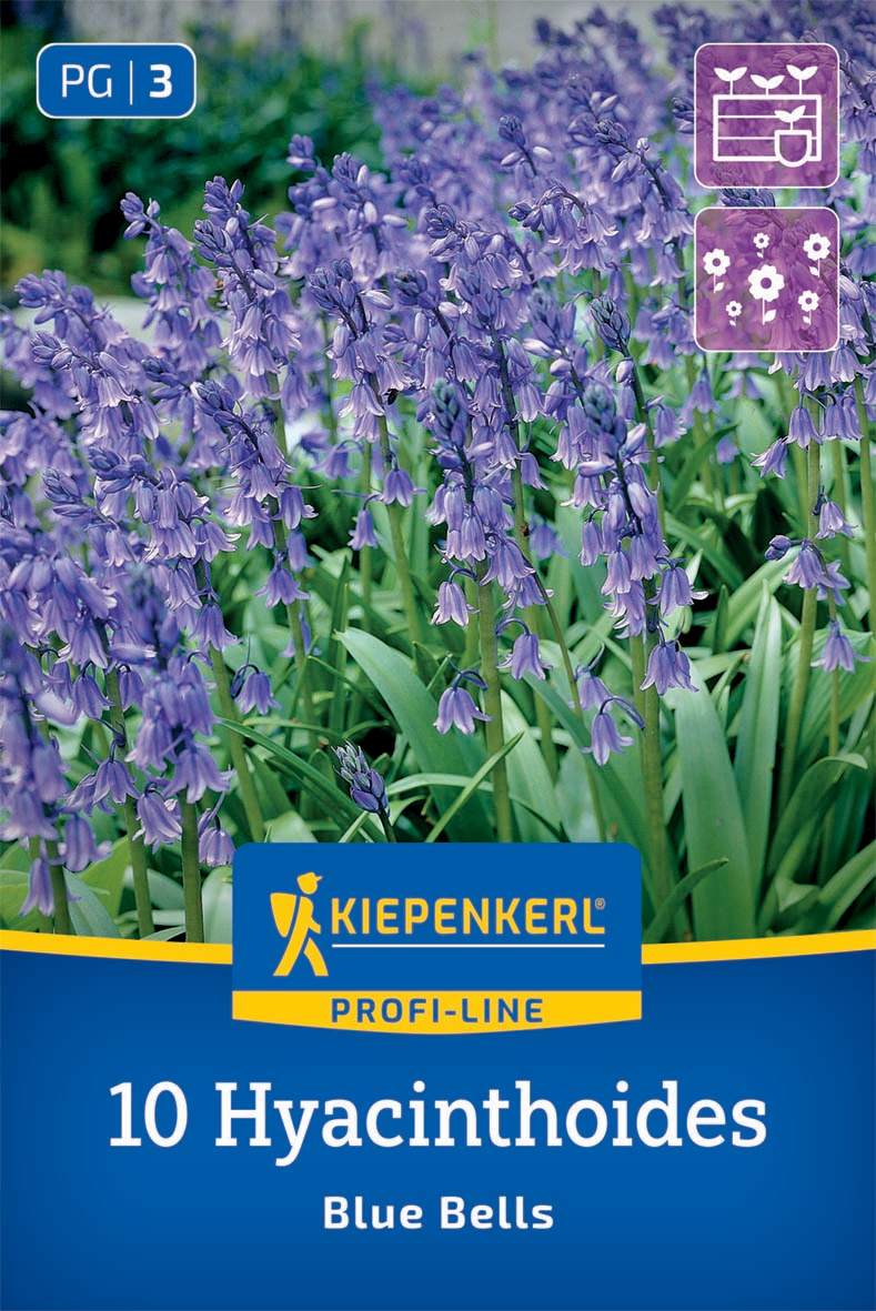 Hasenglöckchen Blue Bells