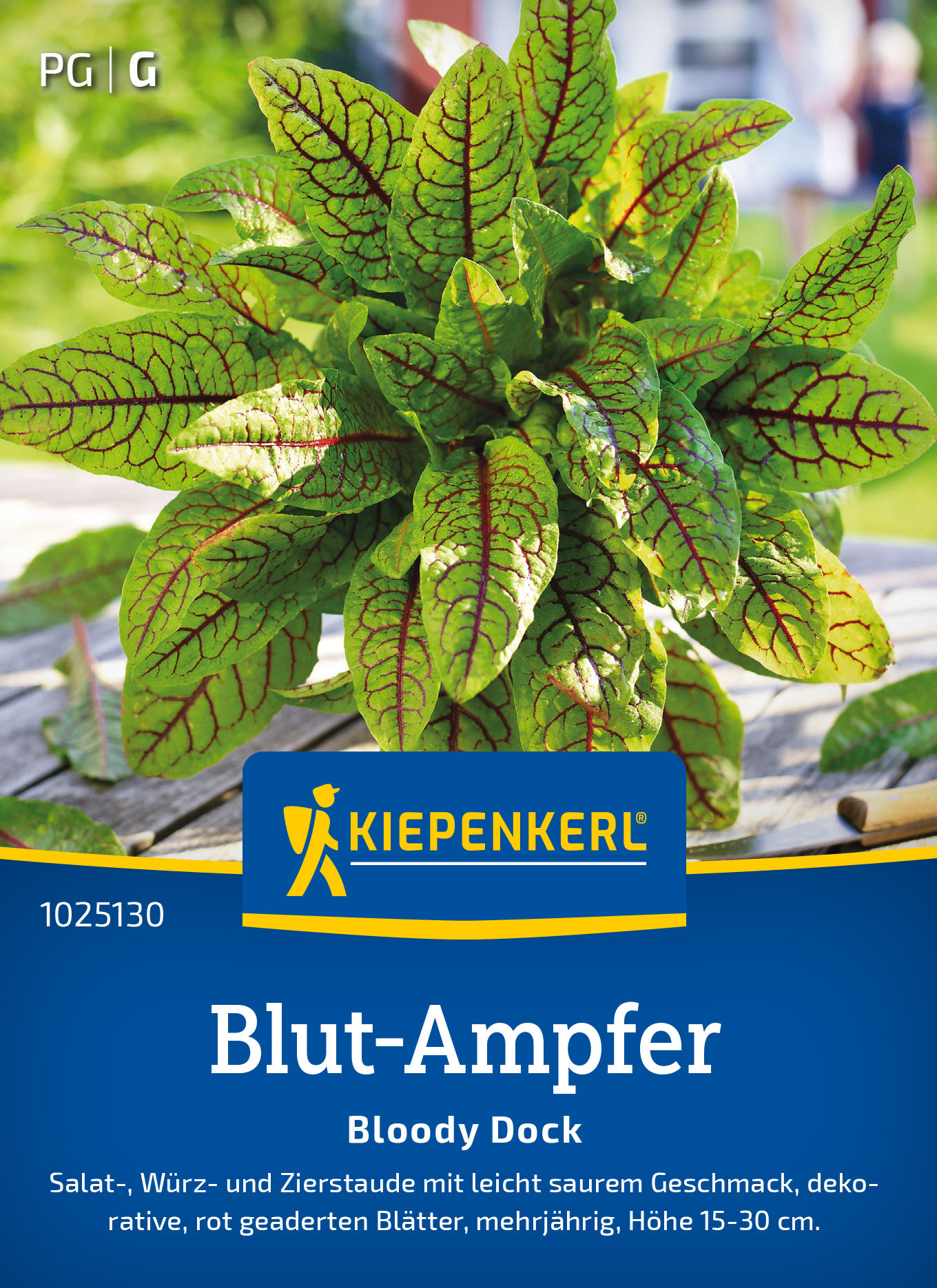 Blut-Ampfersamen Bloody Dock
