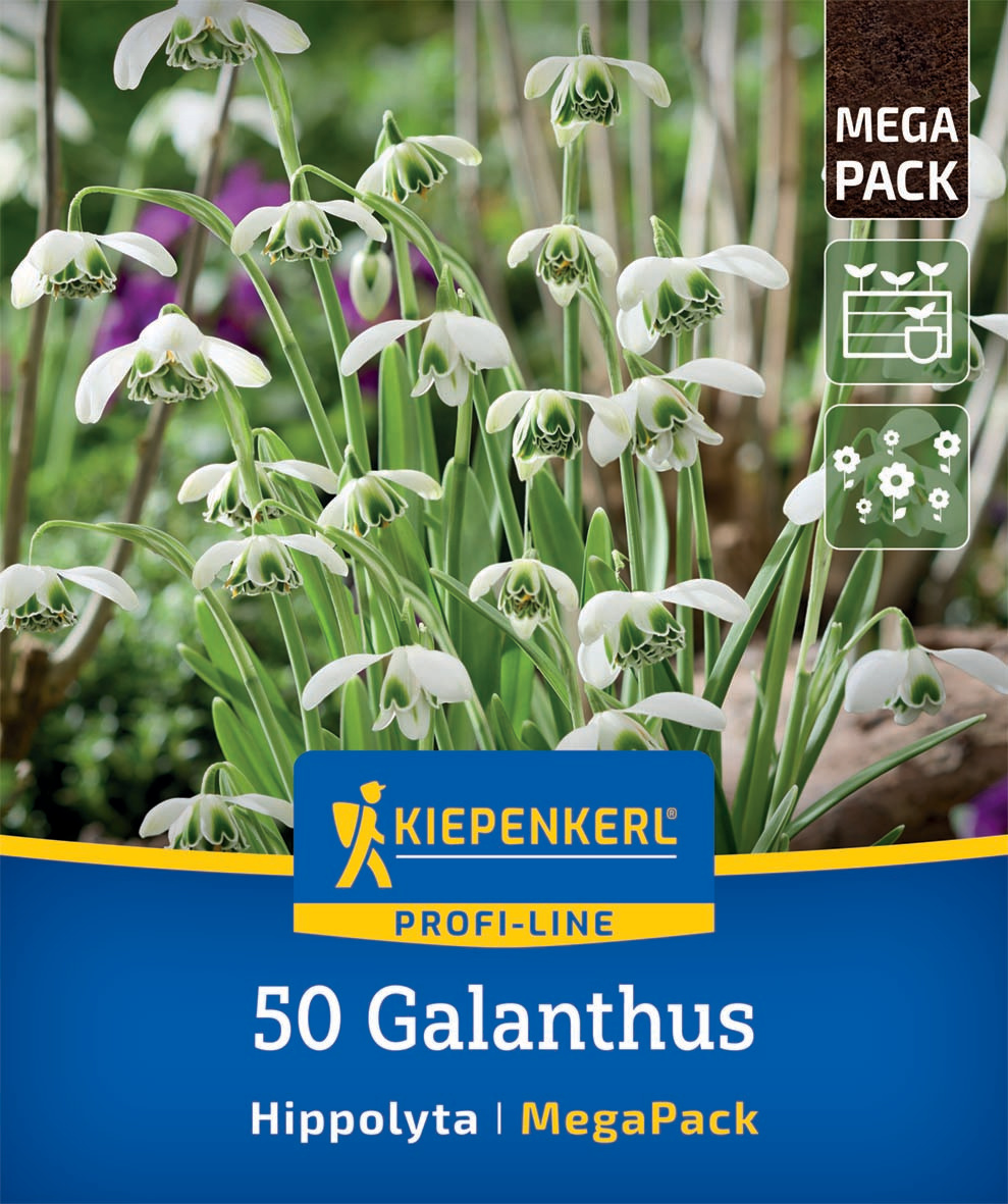 Mega-Pack Gefüllte Schneeglöckchen Hippolyta