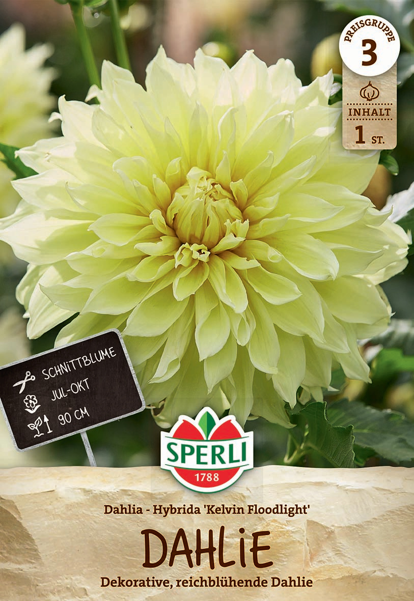 Große hellgelbe Hybrid-Dahlie mit dichten Blütenblättern auf einem Verkaufsschild.
