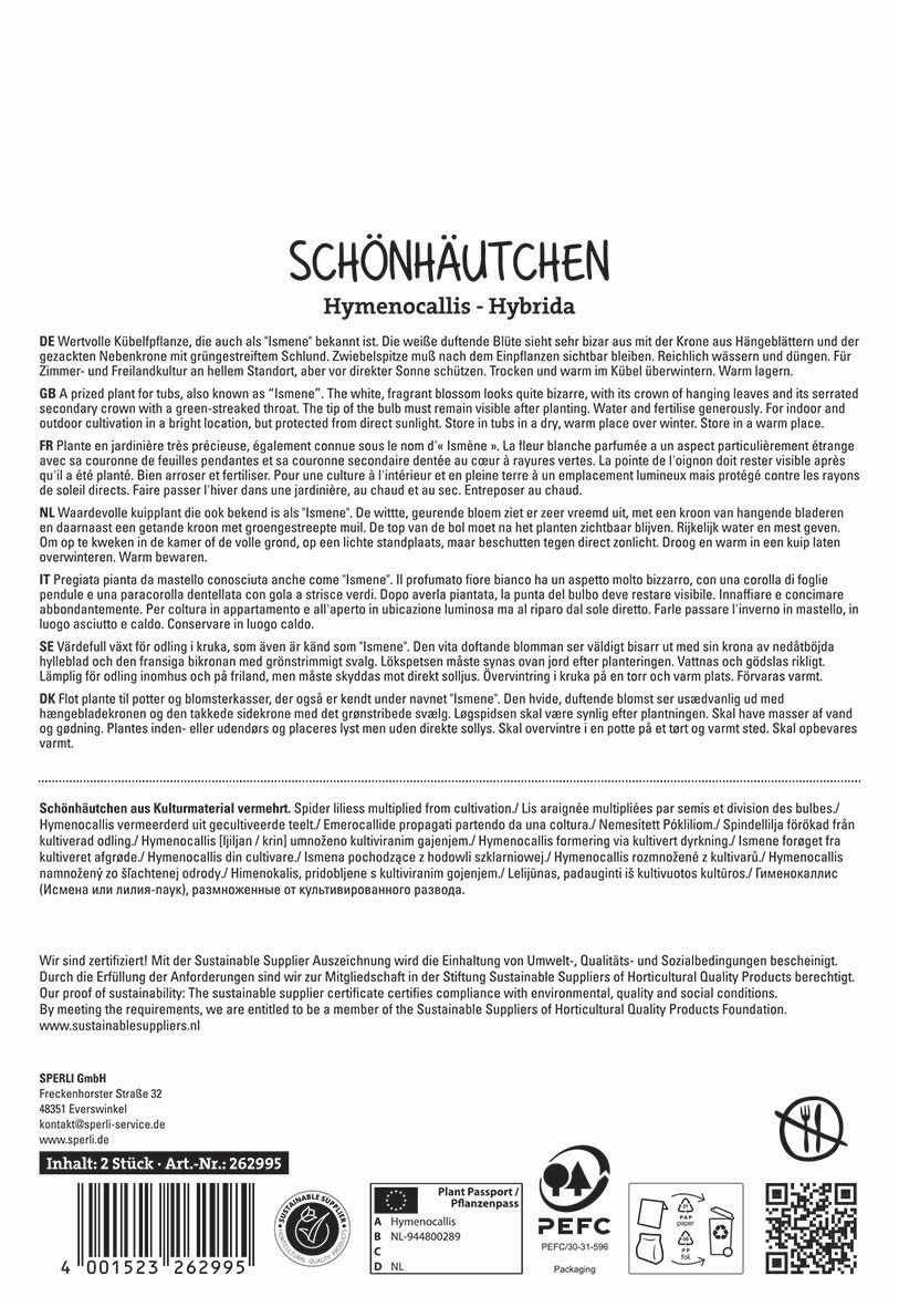 Schönhäkchen aus Kulturmaterial vermehrt, Spinnen, Lilien, grün, Blätter, Blüten, Pflanze, Hobby, Wachstum.