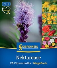 Biene auf einer lila Blume, links oben Hinweise auf die Samen, rechts kleine Bilder verschiedener Blumen.