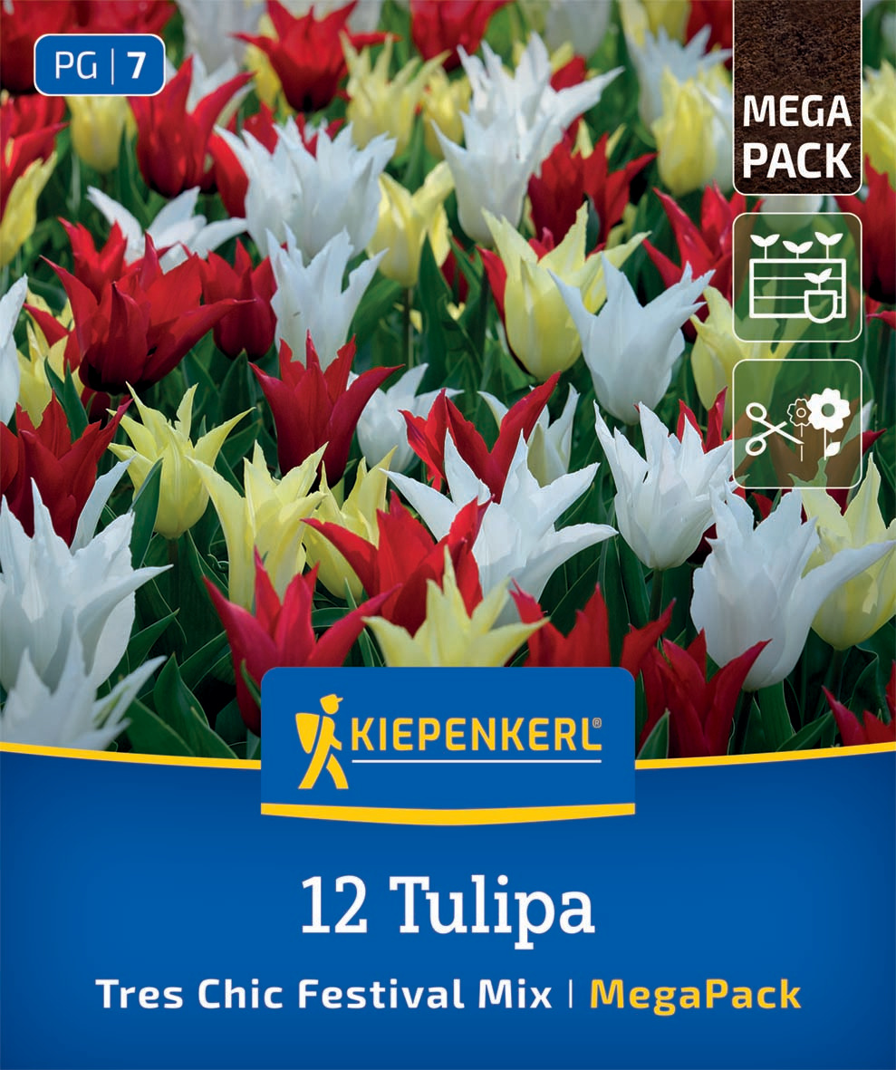 Mega-Pack Lilienblütige Tulpen Tres Chic Mix