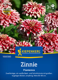 Zwiebel Zinnie Flamenco mit rot-weißen Blüten, einjährig, Höhe 60-80 cm.