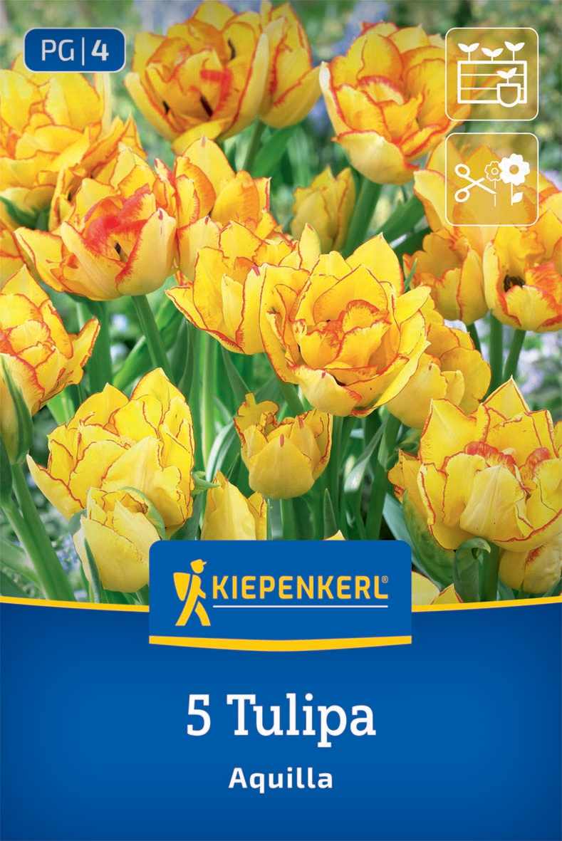 Mehrblütige Tulpe Aquilla