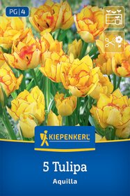 Mehrblütige Tulpe Aquilla
