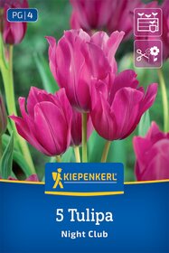 Mehrblütige Tulpe Night Club