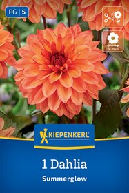 Dekorative Dahlie Summerglow