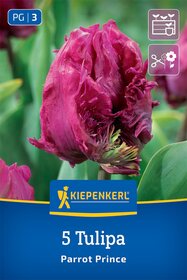 Papagei-Tulpe Parrot Prince