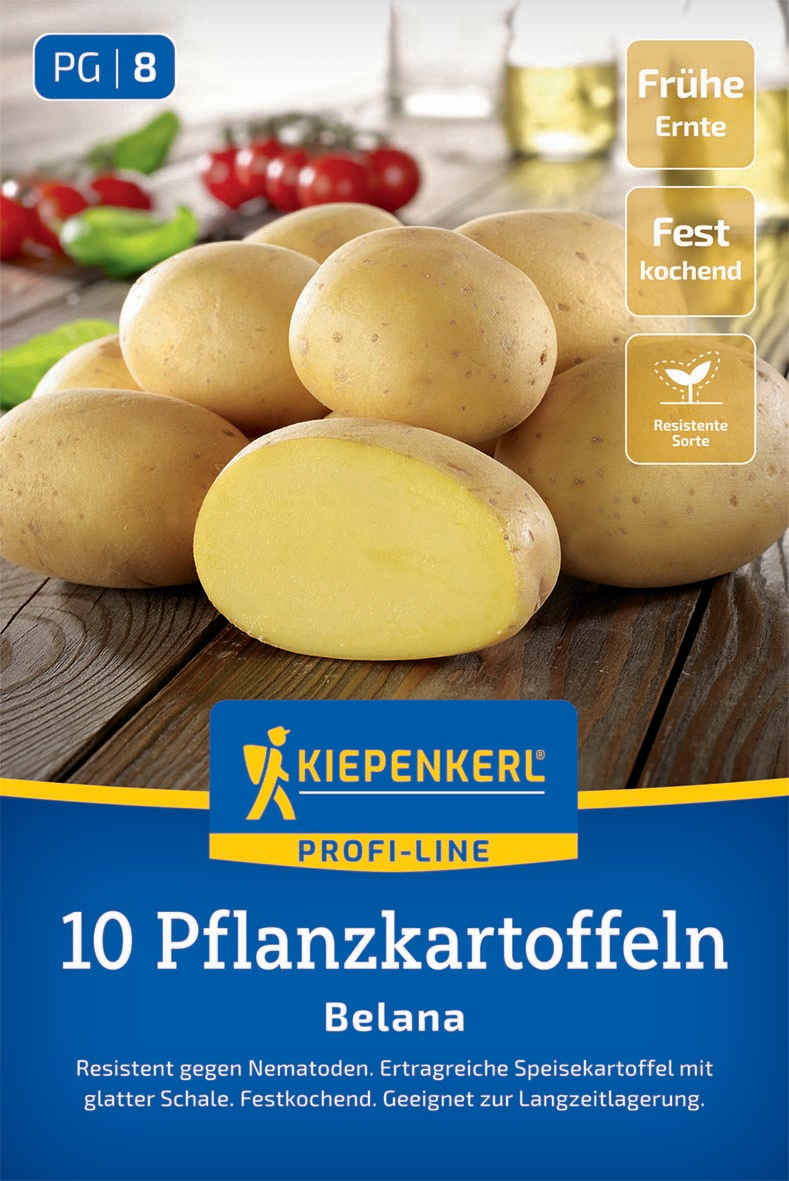 Pflanzkartoffel Belana, 10 Stück