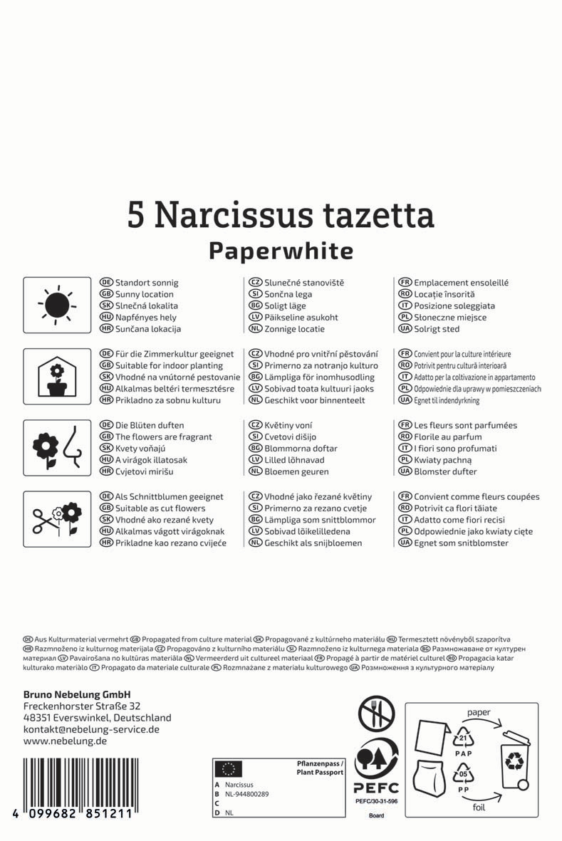 Zimmer-Narzisse Paperwhite