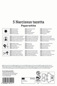Zimmer-Narzisse Paperwhite