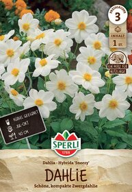 Weiße Dahlien mit gelben Zentren, grüne Blätter im Hintergrund, auf der Gartenerde.