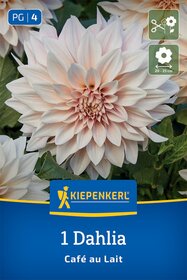 Dekorative Dahlie Café au Lait