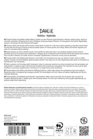 Dahlie Golden Scepter