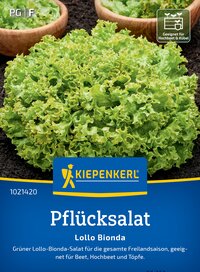 Grüner Lollo-Bionda Salatkopf auf Erde mit mehreren Schalen im Hintergrund.