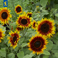 Gelbe Sonnenblumen mit braunen Zentren und grünen Blättern vor grünem Hintergrund.