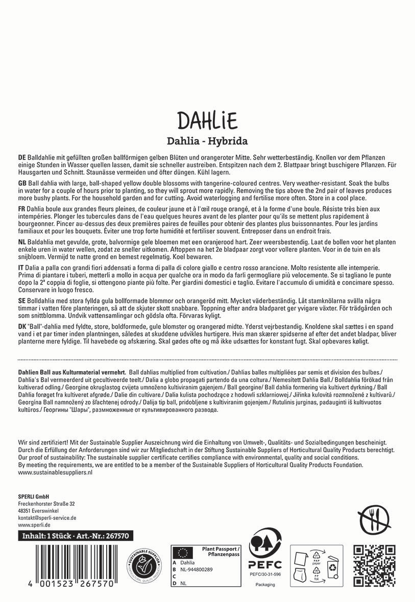 Text auf dem Bild beschreibt die Dahlia-Varietät Dahlia - Hybrida in mehreren Sprachen mit Produktinformationen und Zertifizierungen.