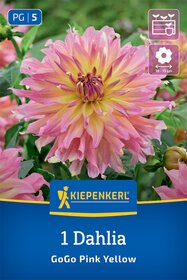 Beet- & Kübel-Dahlie Go Go Pink Yellow