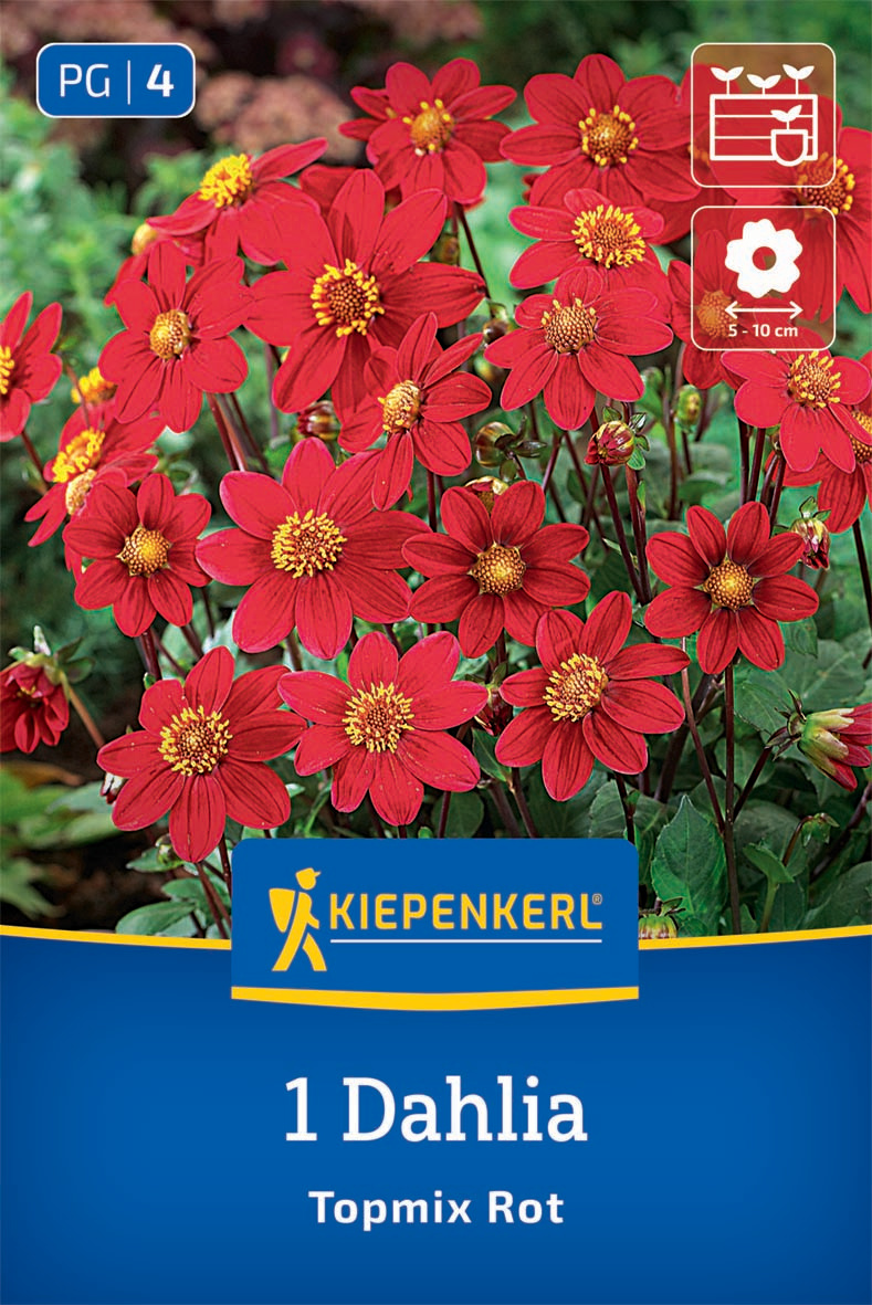 Beet- & Topf-Dahlie Topmix Rot