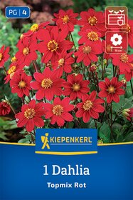 Beet- & Topf-Dahlie Topmix Rot